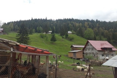 Capre Paltin Petru Vodă