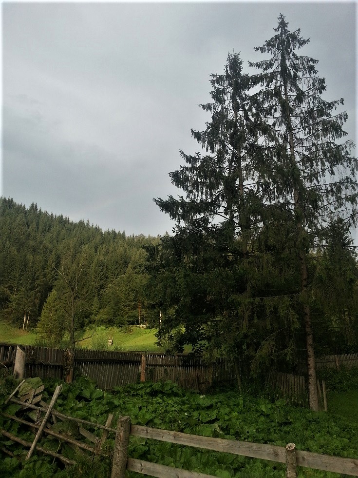 20170805_191605 b.jpg