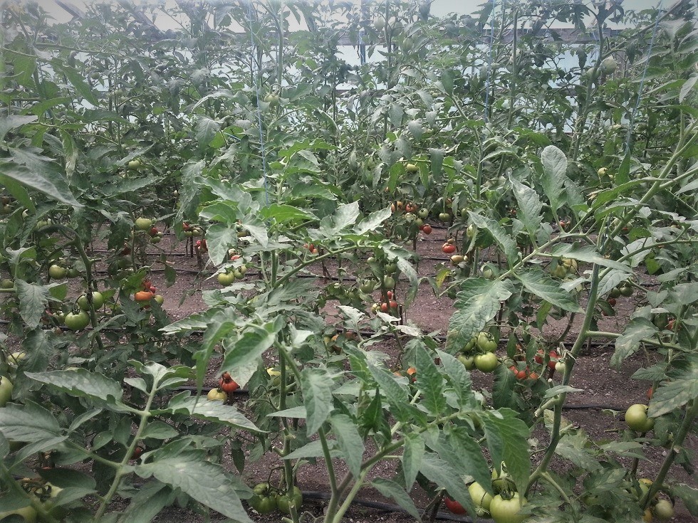 20170805_191644 b.jpg