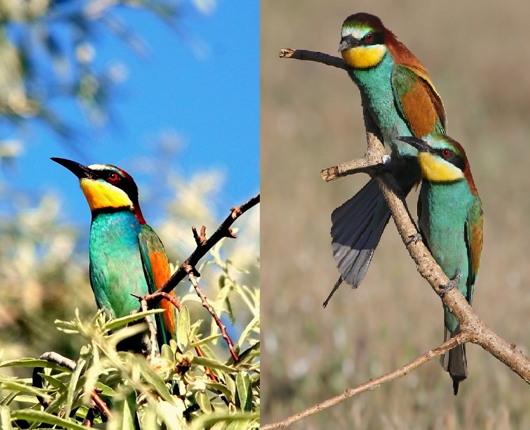 Prigorie Albinarel Merops Apiaster