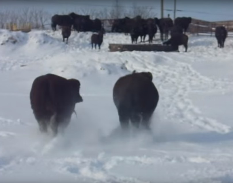 Bivoli în zăpadă Canada