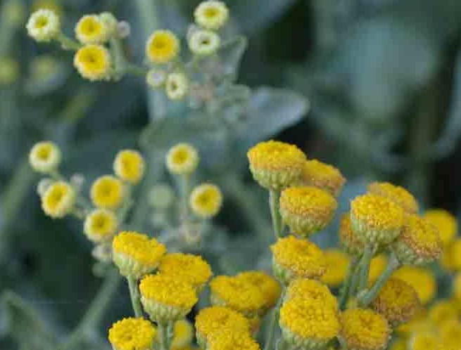 Inflorescenţe de calomfir