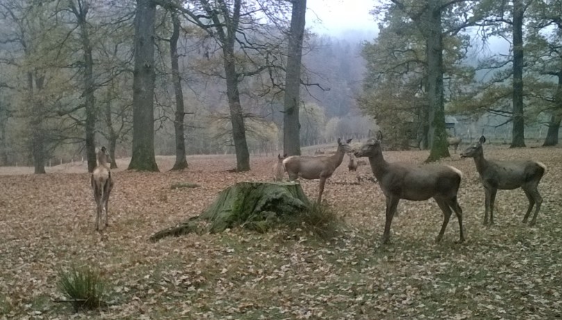 Ioana Aldea Cerboaice 02.jpg