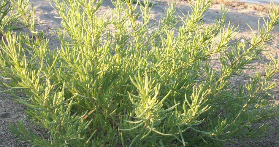 Salsola Soda Saricica 01